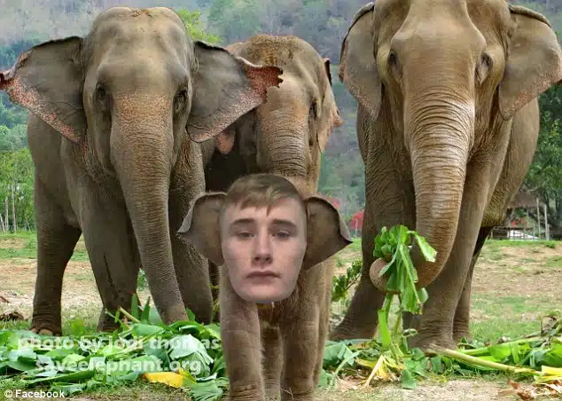 dumbo