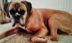 dylan