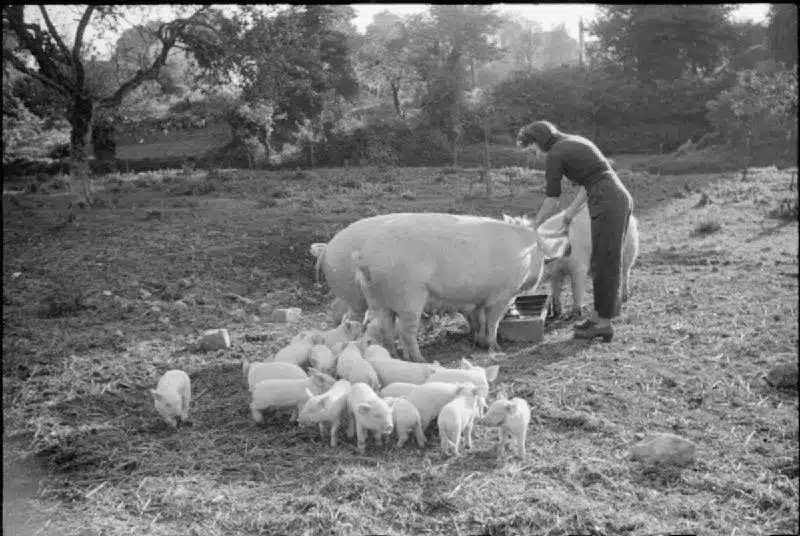 Bennington Triangle - Pig Feeding