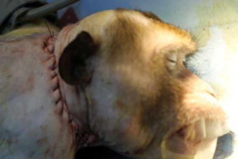 Monkey Stitched Head