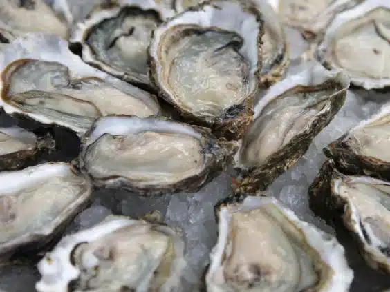 Oysters
