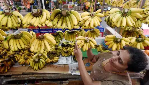 KLANG 05 JANUARY 2016. Perniaga, M Sumathi, 43 menyusun buah Pisang ketika meniaga di Pasar Besar Meru, Klang. STR/MUHAMMAD SULAIMAN *** Local Caption ***