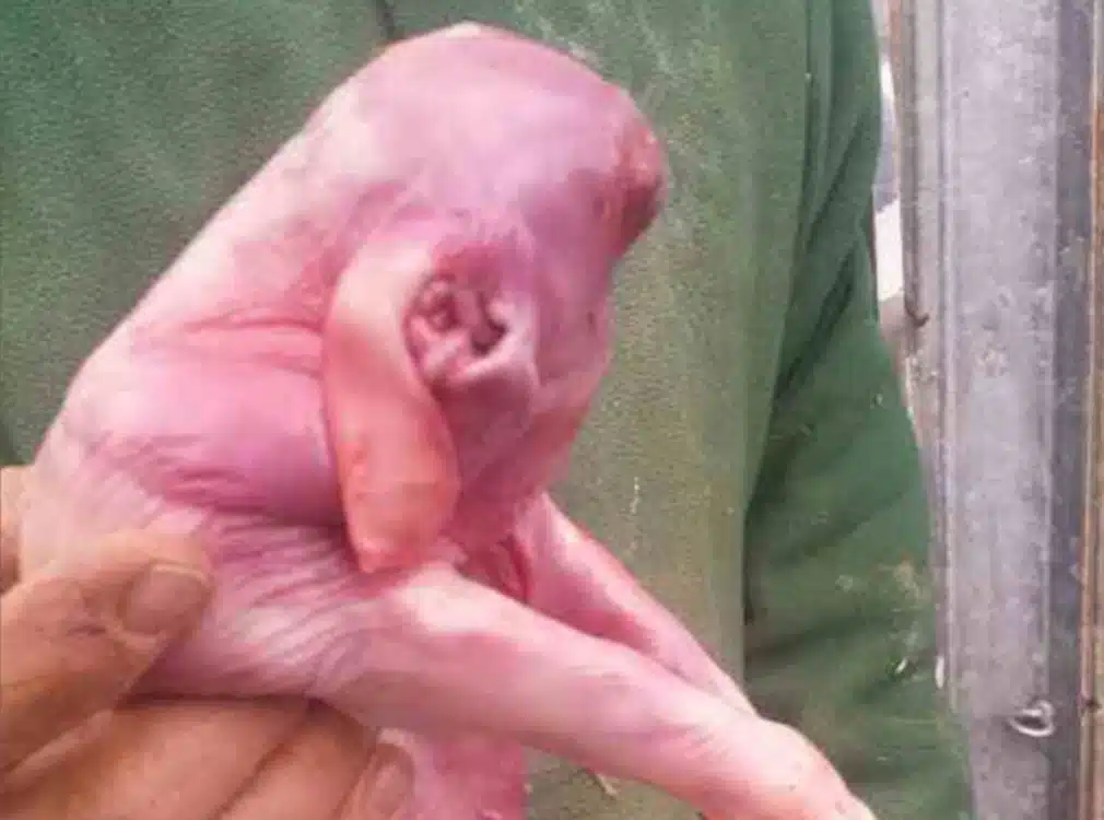 Pig with no face