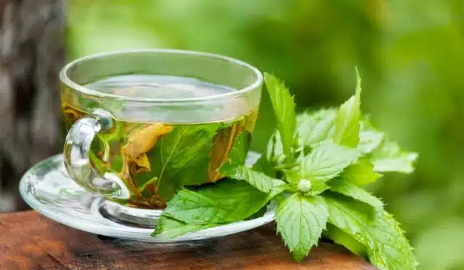 greentea