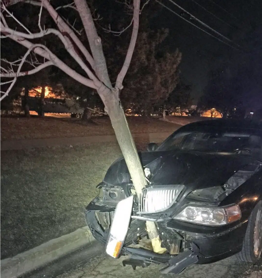 Tree In Bonnet