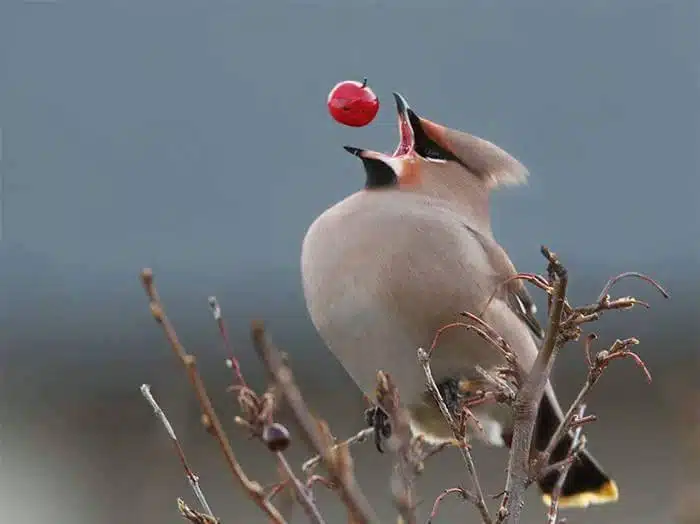 bird