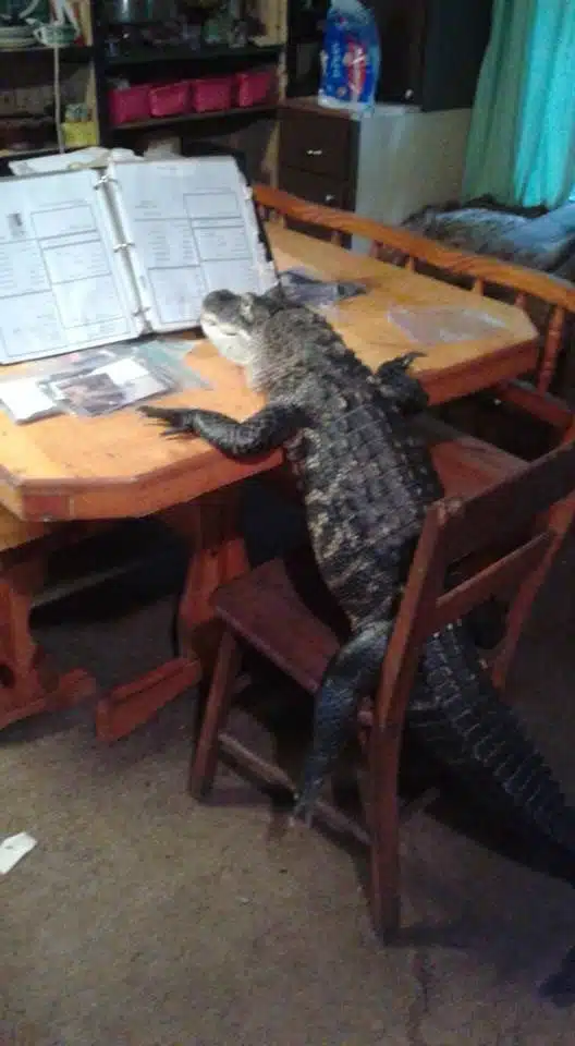 gator1