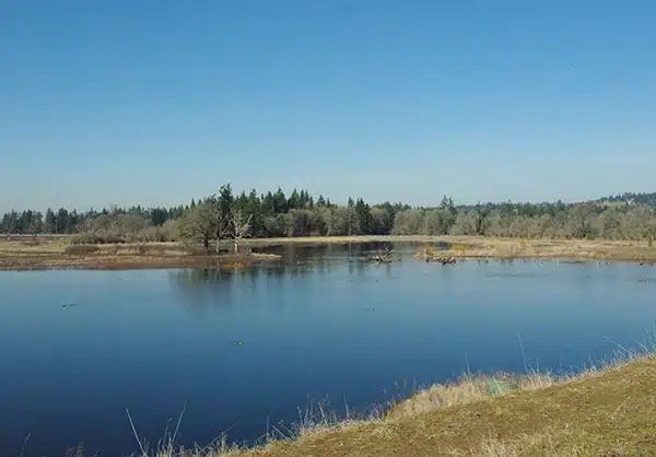 ponds