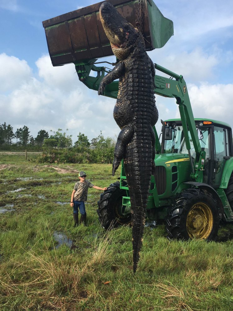 This Farmer Tracked Down And Murdered A Massive 100YearOld Alligator
