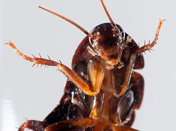 roach
