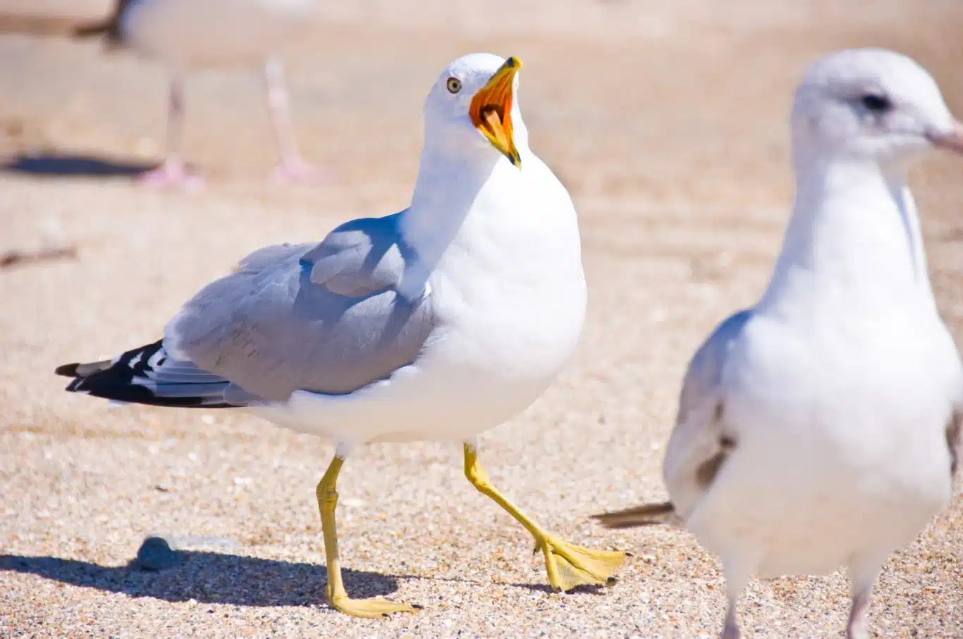 Angry seagulls