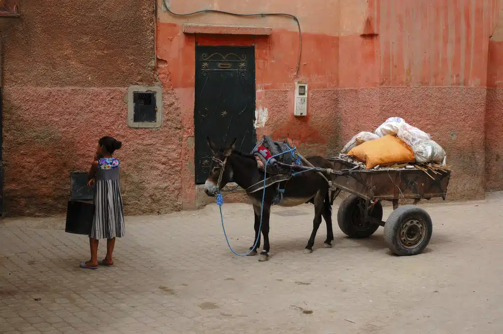 Donkey cargo