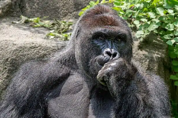 Harambe beautiful