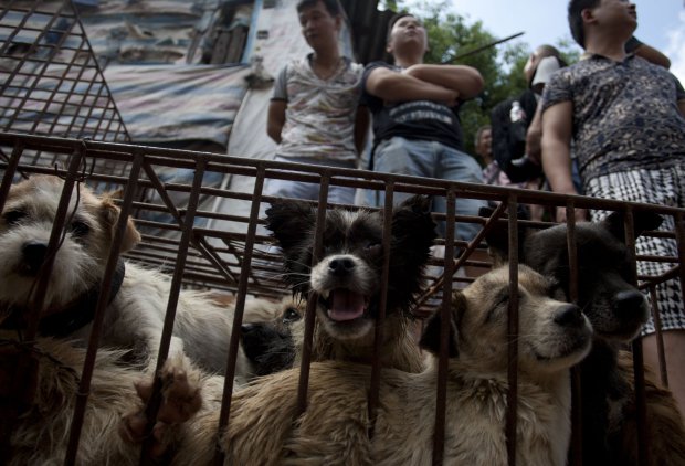 North Korea dog meat 