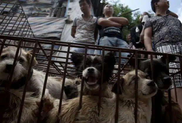 North Korea dog meat
