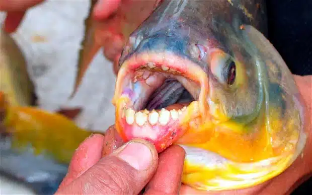 Pacu fish