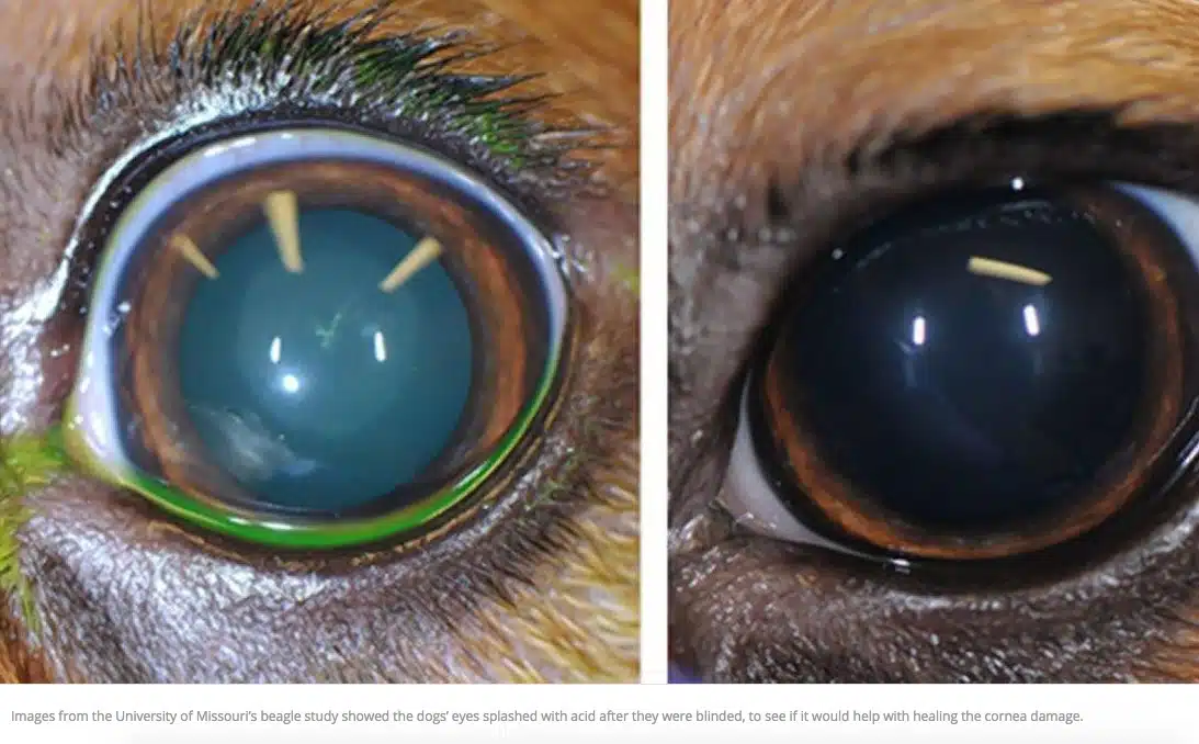 eyees