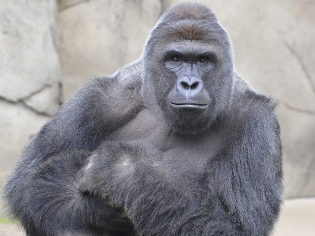 harambe