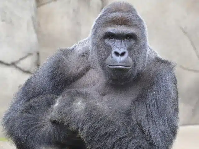harambe