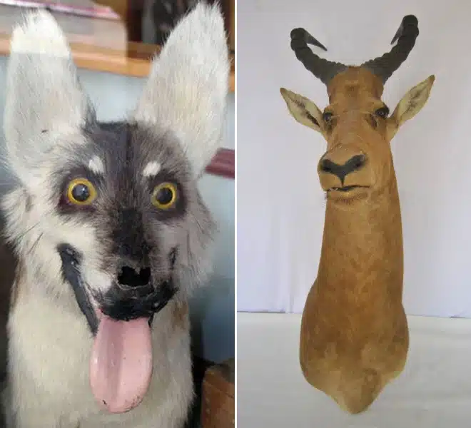 taxidermy