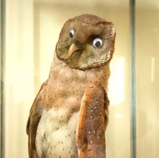 taxidermy