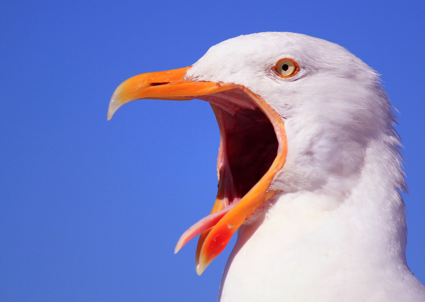 angry-seagulls