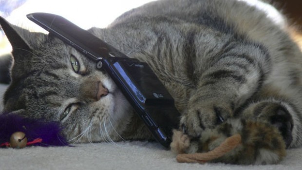cat-on-phone