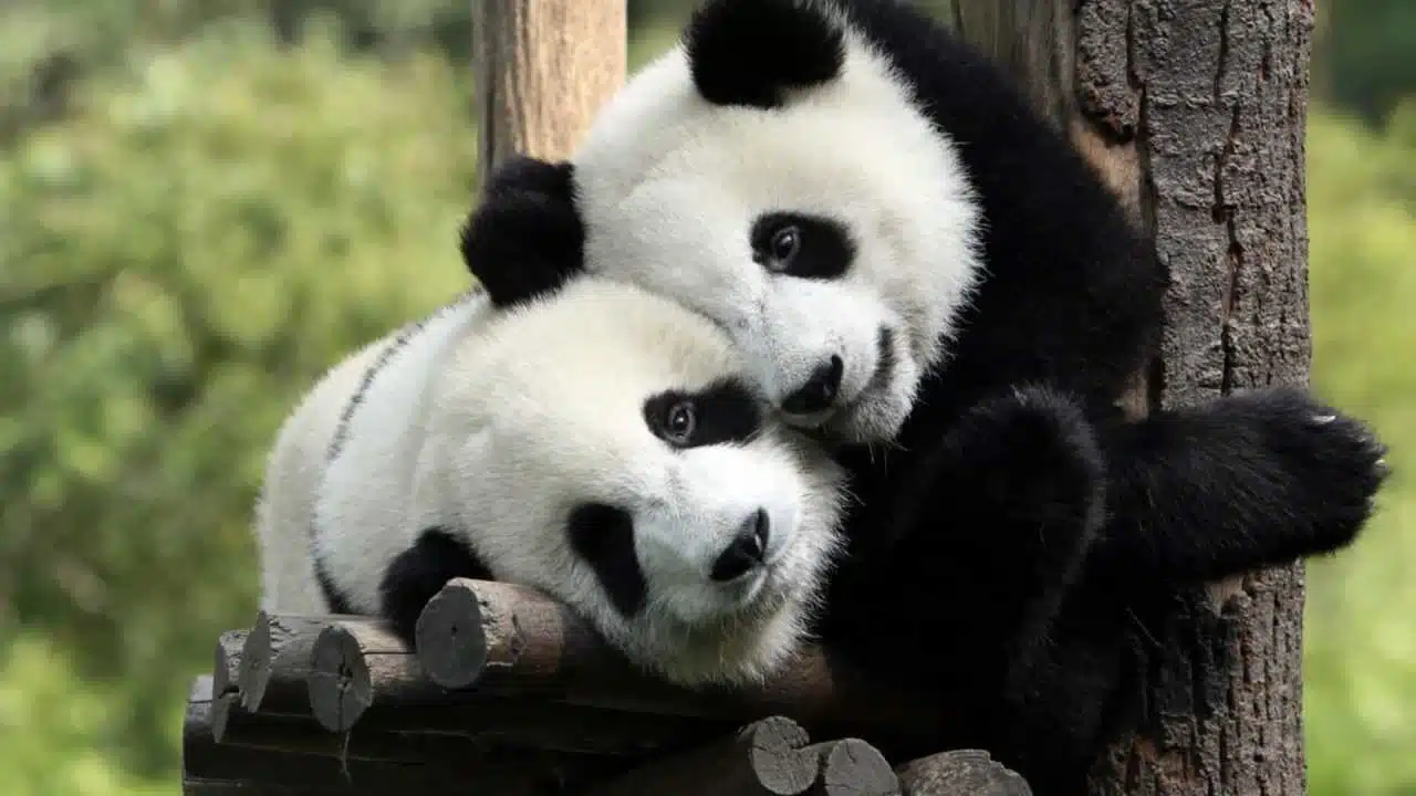 Pandas