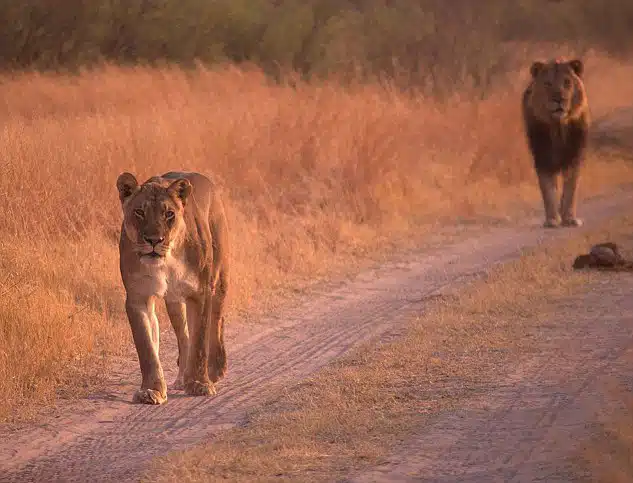cecil1