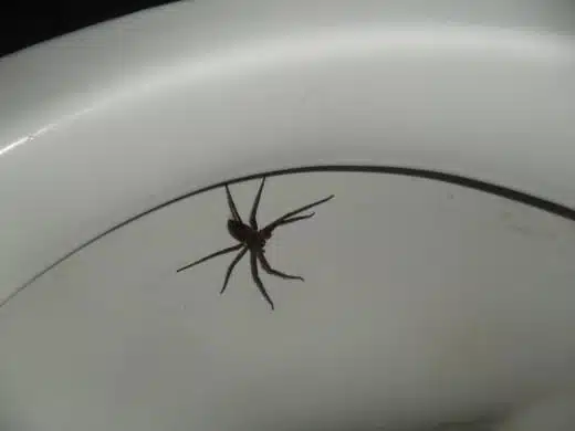 pider
