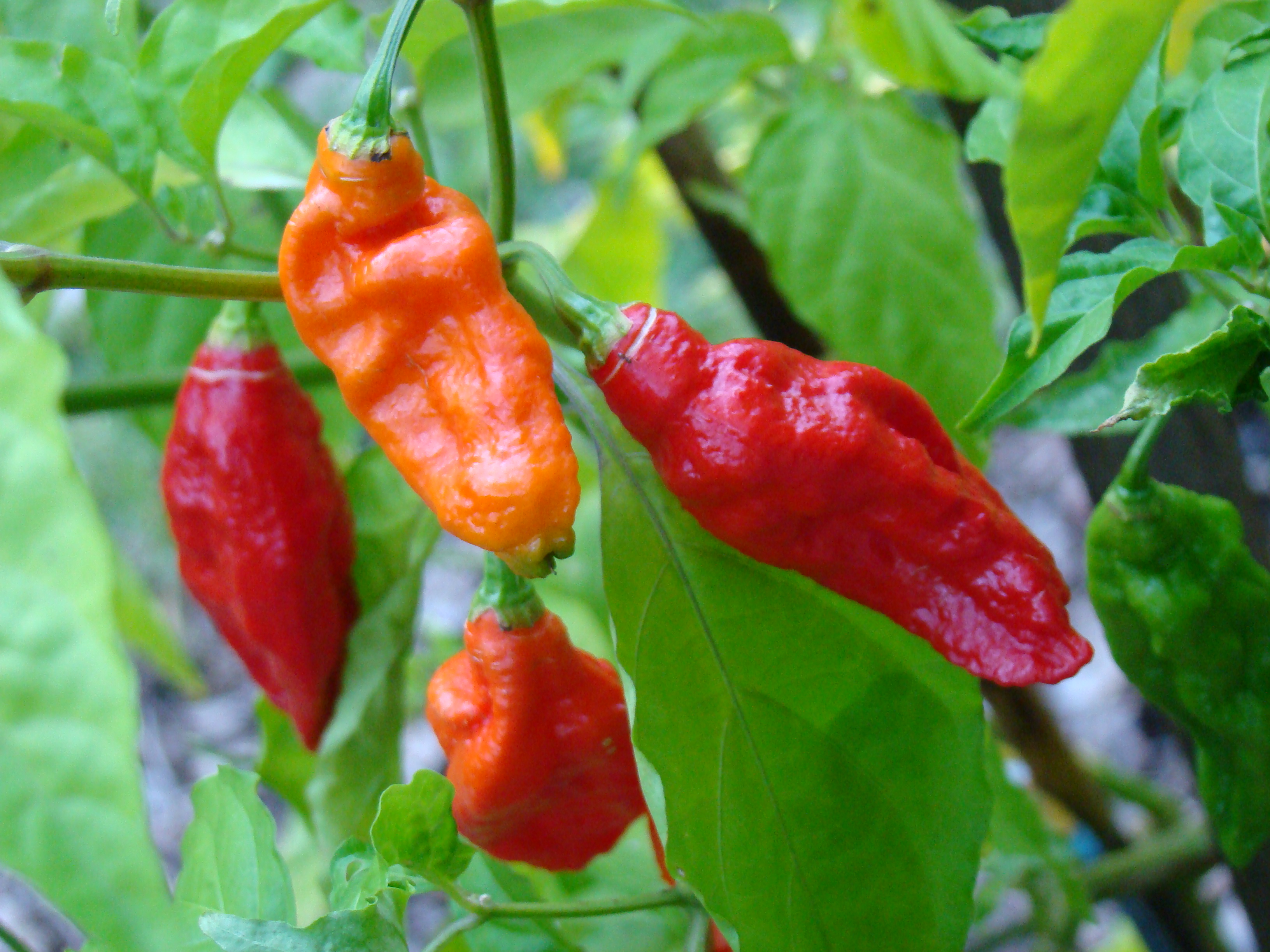 ghost-peppers