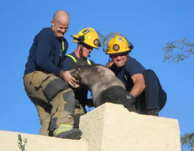 guy-stuck-chimney-3