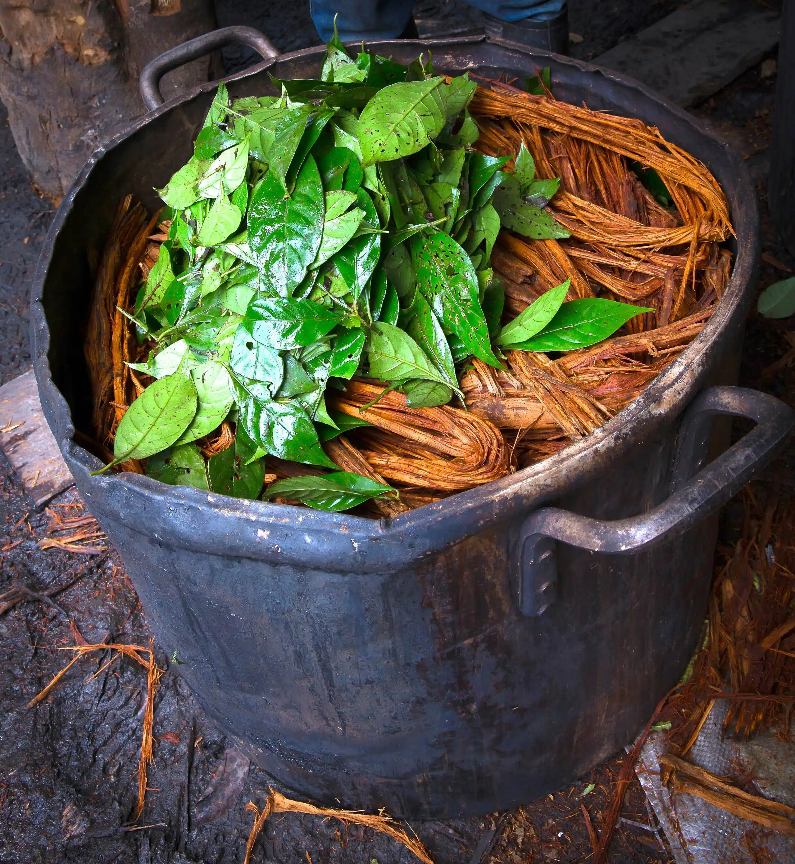 ayahuasca-drink