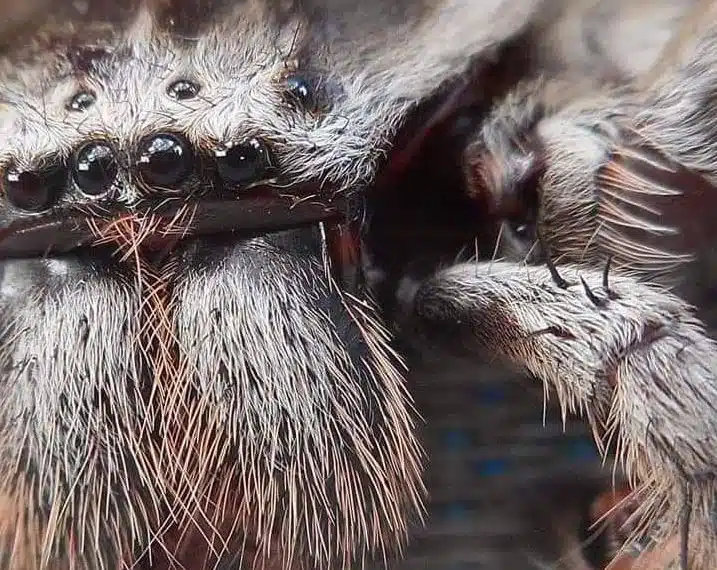 huntsman-3
