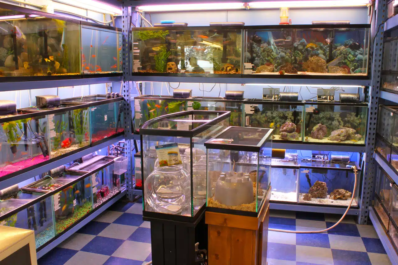 pet-shop