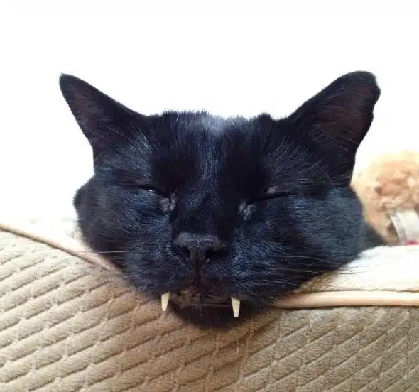 vampire-cat-1