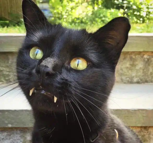 vampire-cat-3