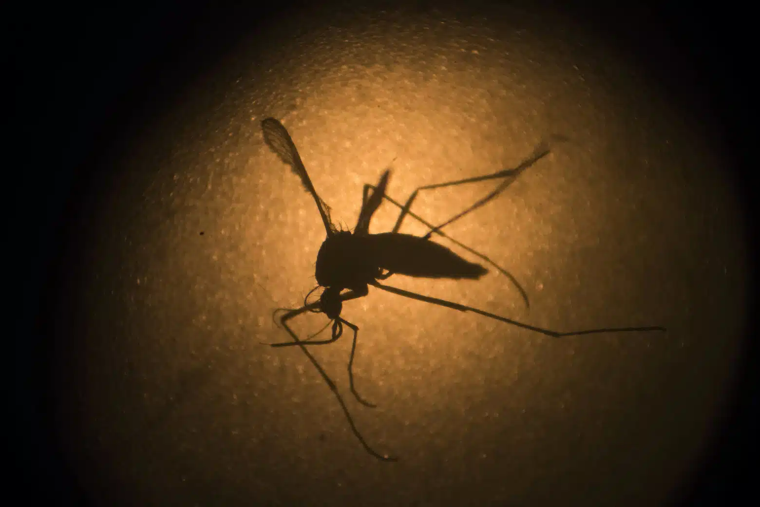 zika-virus