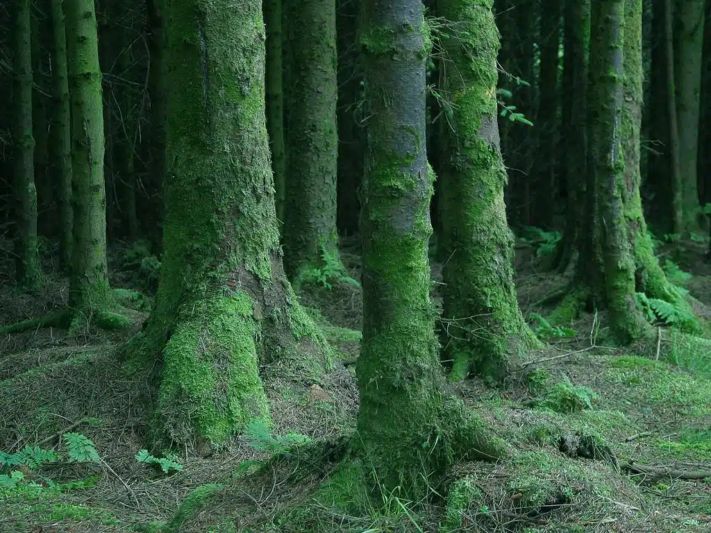 aokigahara-forest