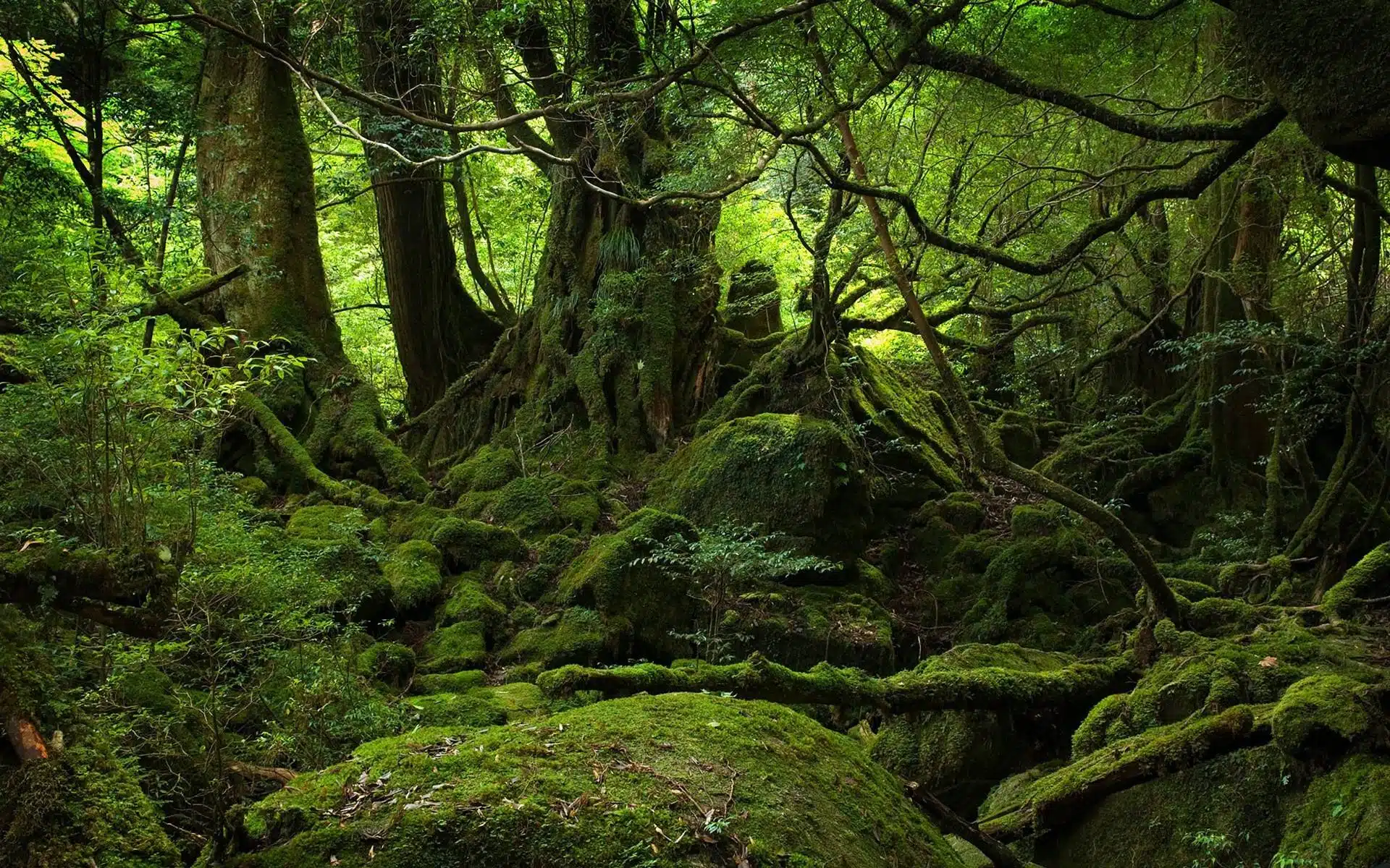 aokigahara-forest
