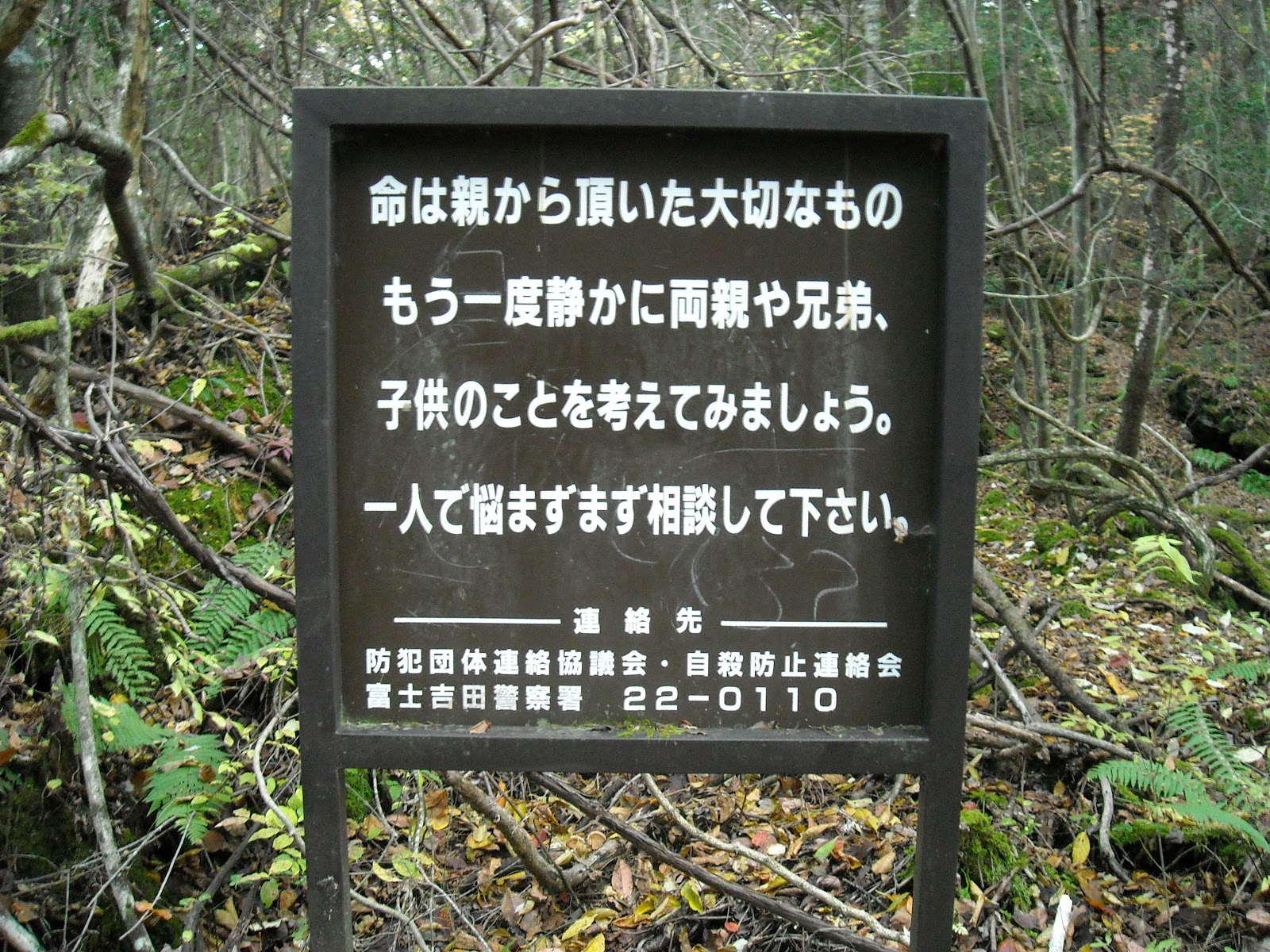 aokigahara-forest-9