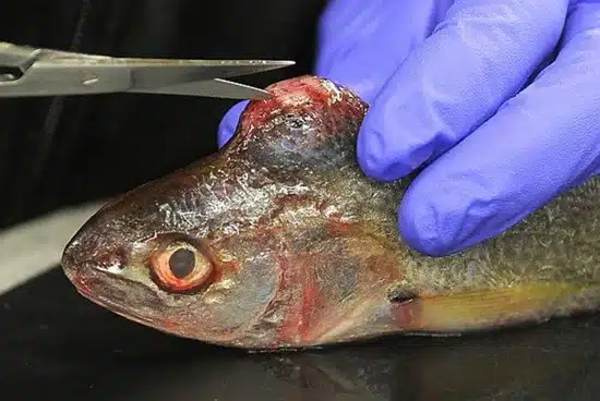 radioactive-fish-1