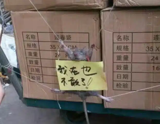 Rat shamed 1