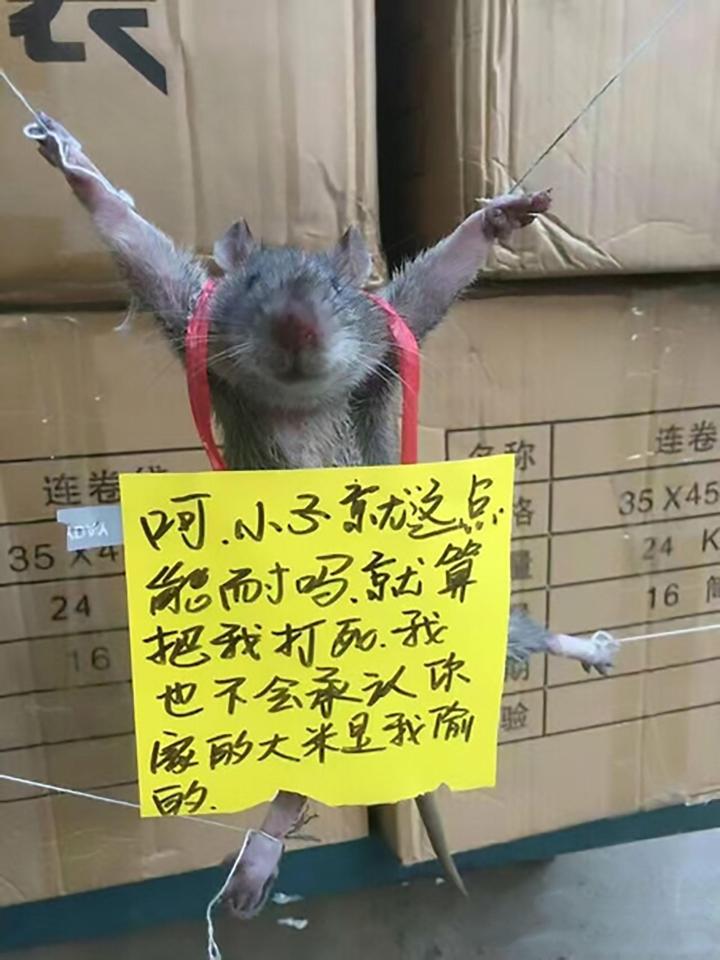 Rat shamed