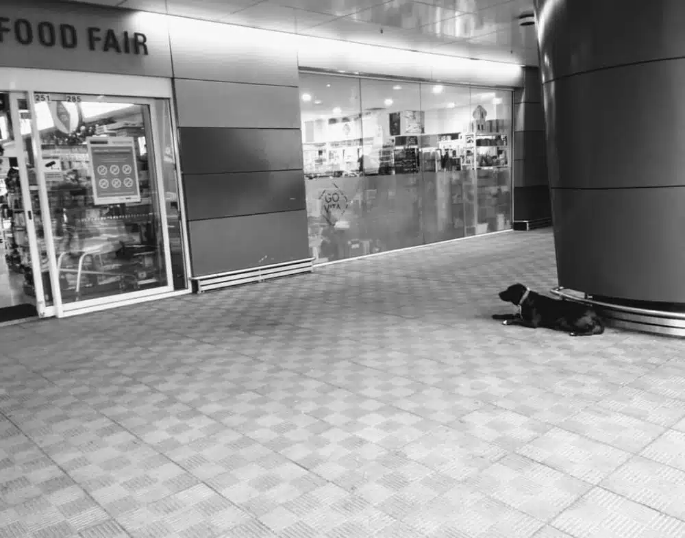sad-dogs-19