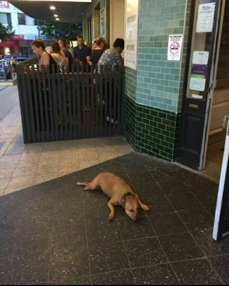 sad-dogs-3