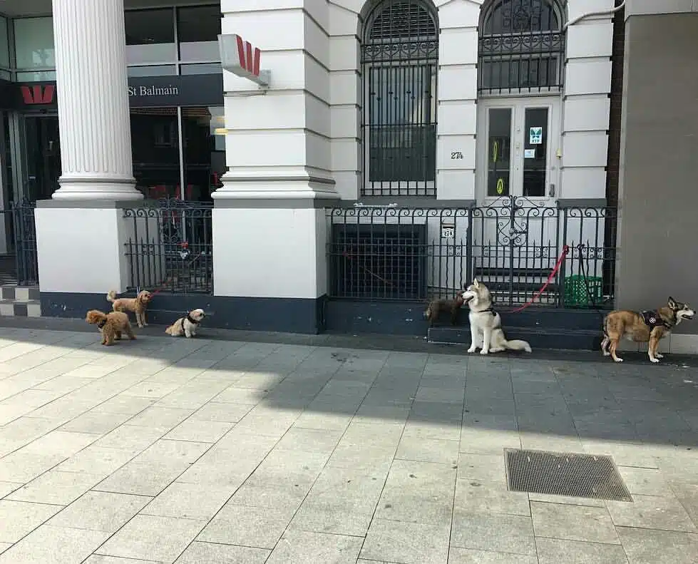 sad-dogs-8