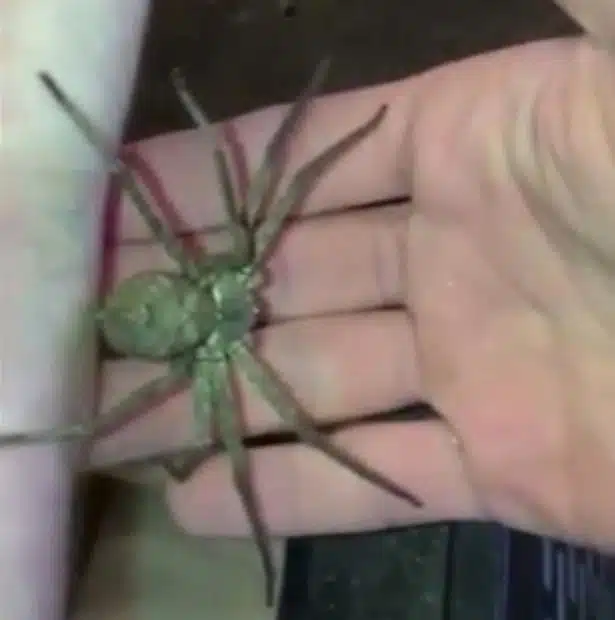 Spider 1