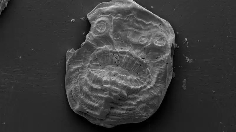 Fossil