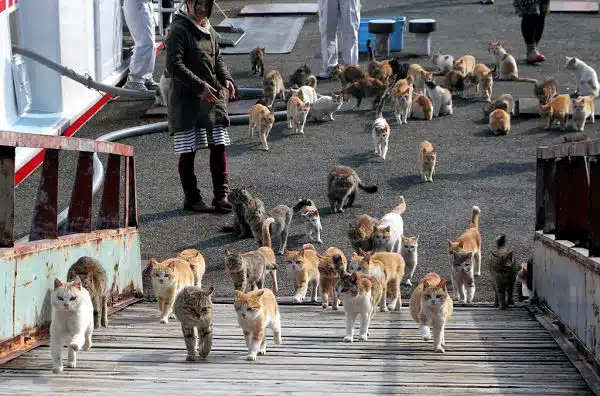 Cat Island 4